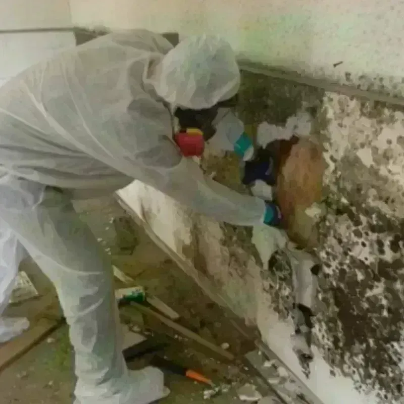 Mold Remediation and Removal in Montgomery, IL